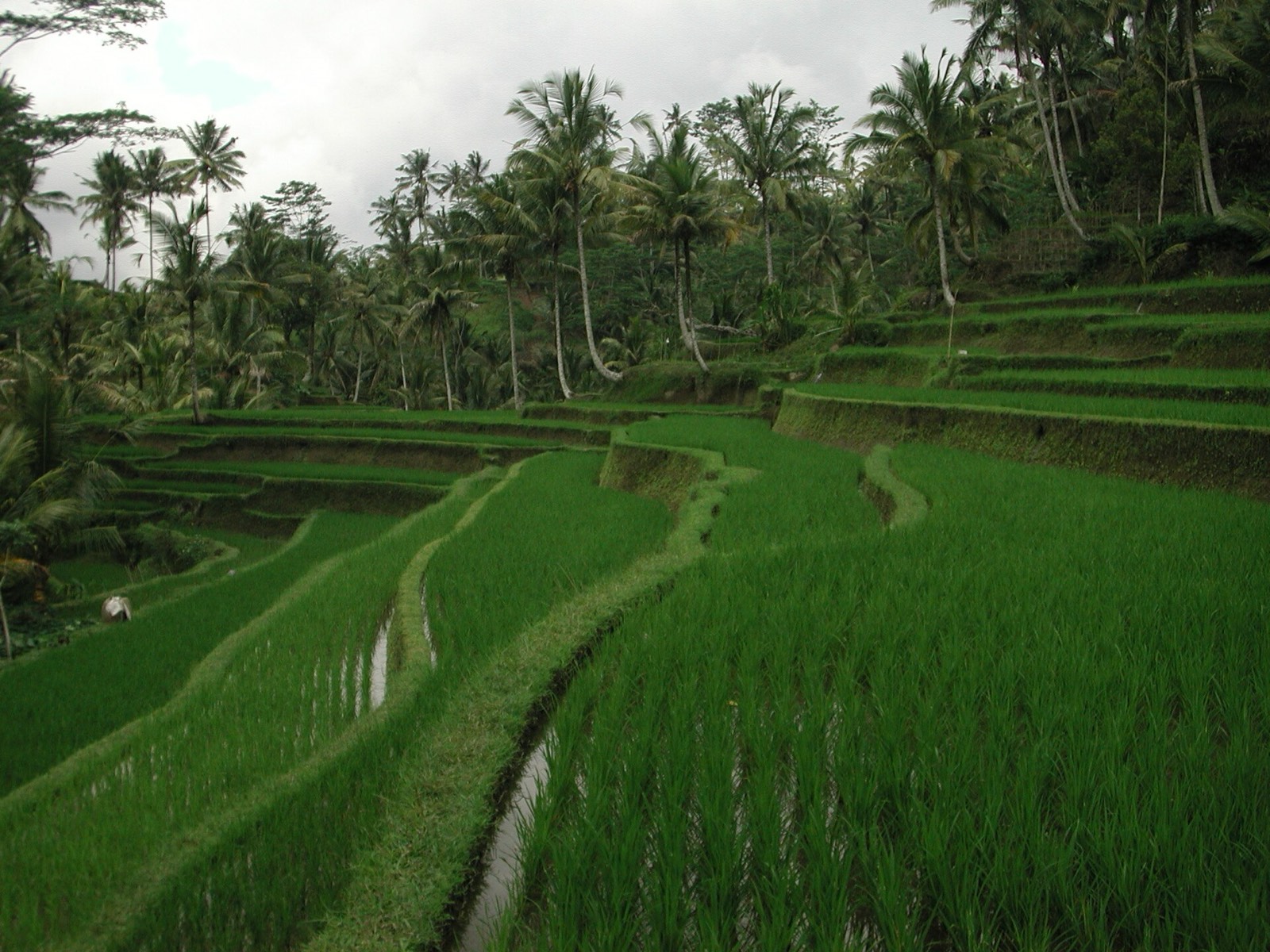 Bali rice terraces